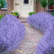 🌸48% OFF-Outdoor Artificial Lavender Flowers💐